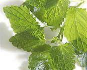 Citromellisse (planten)